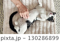 A woman lovingly pets her domestic black and white cat lying on a soft blanket, while the cat purrs and stretches in relaxation, enjoying affection and comfort 130286899