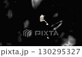 コーヒー液面イメージ 130295327