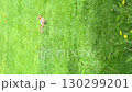 Squirrel eating nut in green grass, surrounded by nature, potential background use video 130299201