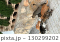 Five cats gathering near a stone wall, captured outdoors in a casual setting video 130299202