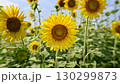 ひまわり 130299873