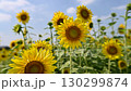 ひまわり 130299874