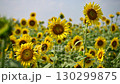 ひまわり 130299875