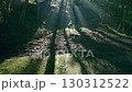 森林に差し込む光　光芒 130312522