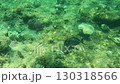 Colorful surgeon fish swimming among coral reefs underwater 130318566