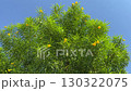 Cascabela thevetia, commonly known as the Yellow Oleander with vibrant yellow, trumpet-shaped flowers and green fruit on the blue sky background, selective focus 130322075