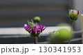 Close-up Grasshopper sitting on pink flower. The concept of carefree summer time, rest, relaxation in nature. 130341953