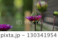 Close-up green grasshopper sits on a pink flower. The concept of carefree summer time, rest, relaxation in nature. 130341954