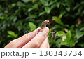 Close-up of small brown gecko lizard with textured skin resting on human fingers in natural environment with dense green foliage background in soft daylight jungle setting 130343734