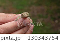 Close-up of small brown gecko lizard with textured skin resting on human fingers in natural environment with dense green foliage background in soft daylight jungle setting 130343754