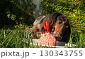 Closeup of longhaired dachshund eating raw ground meat from a plate with number nine candle on green grass lawn in sunny backyard garden 130343755