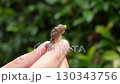 Close-up of small brown gecko lizard with textured skin resting on human fingers in natural environment with dense green foliage background in soft daylight jungle setting 130343756