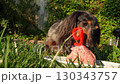 Closeup of longhaired dachshund eating raw ground meat from a plate with number nine candle on green grass lawn in sunny backyard garden 130343757