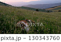 Spaniel dog resting in high grass on mountain meadow at sunset with soft pink sky and rolling hills in distant background 130343760