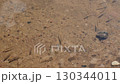 Tiny fish swim gracefully over a sandy riverbed, blending into the natural textures of pebbles and sand, selective focus 130344011