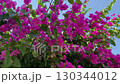 Bougainvillea in full bloom against blue sky, selective focus. Vibrant magenta flowers and lush green leaves 130344012