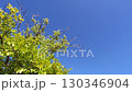 Blue sky 130346904
