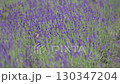Blooming lavender and flying butterflies 130347204