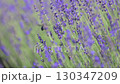 Blooming lavender and buzzing bees 130347209