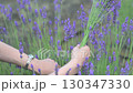 A woman picking blooming lavender 130347330