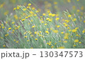 Small yellow flowers blooming in the field 130347573