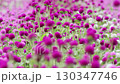 Red-purple flowers swaying in the wind 130347746