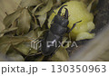 Stag beetle 130350963