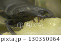 Stag beetle 130350964