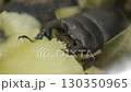 Stag beetle 130350965