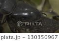 Stag beetle 130350967