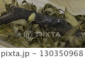 Stag beetle 130350968
