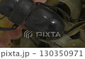 Stag beetle 130350971