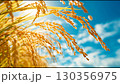 Video of blue sky and rice 130356975