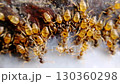 Ants are sipping natural honey mix with milk over stone floor. Feeding the colonies of ants in the morning as symbol of kindness. Insect teamwork that is example of togetherness, unity, dedication etc 130360298