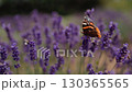 Red admiral butterfly gracefully landing, delicately feeding from vibrant lavender blossom, then effortlessly taking flight within lush purple flower field on sunny summer day. Butterfly perching 130365565