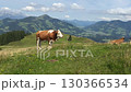 Cows Grazing on Scenic Mountain Landscape 130366534