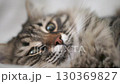 A cat with a green eye is laying on a bed 130369827