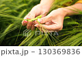 Barley, Hands, Inspection: Agricultural worker examines barley growth for quality assessment in field. 130369836