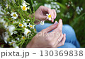 Chamomile Flowers Hands Picking: Woman gathering wildflowers outdoors, summer, for herbal remedy. 130369838