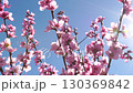 Cherry Blossoms Blooming Tree Spring Flowers 130369842