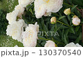 White peonies blooming in a garden setting with lush green leaves, ideal for background use video 130370540