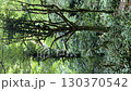 Lush green forest with moss-covered trees and dense foliage in a tranquil natural setting video 130370542