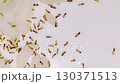 Ants are eating rice mix with powder milk and sugar. Feeding the colonies of ants in the morning as symbol of kindness. Insect teamwork that is example of togetherness, unity, dedication etc 130371513