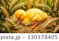A fluffy yellow duckling rests surrounded by ripe wheat stalks in a serene field during sunset. Soft light enhances the peaceful atmosphere of nature 130378405
