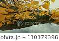 Beautiful Autumn foliage with stunning nature colors 130379396