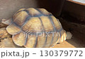 Tortoise 130379772