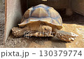 Tortoise 130379774
