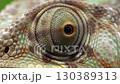 Detailed close up of a chameleon's eye showcasing its unique texture and color	 130389313