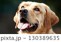 Happy golden retriever enjoying a sunny day outdoors with a joyful expression 130389635