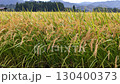 Autumn rice, rice ears, Akita Prefecture, autumn scenery, rice harvest, agriculture, rice 130400373